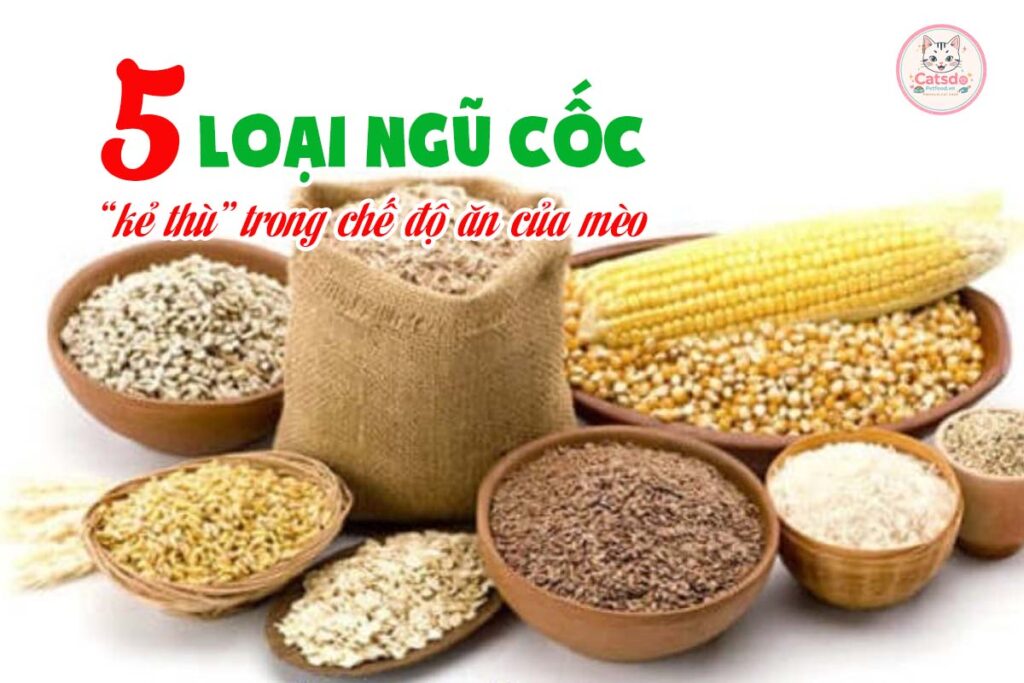 5-loai-ngu-coc-ke-thu-trong-che-do-an-cua-meo