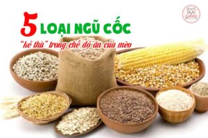 5-loai-ngu-coc-ke-thu-trong-che-do-an-cua-meo