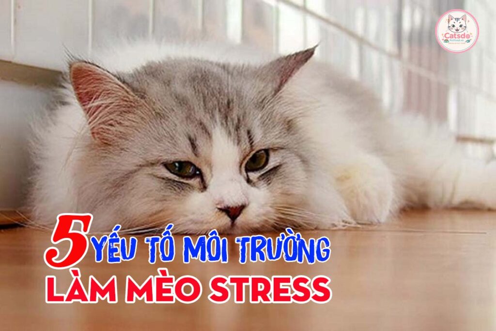 5-yeu-to-moi-truong-lam-meo-stress