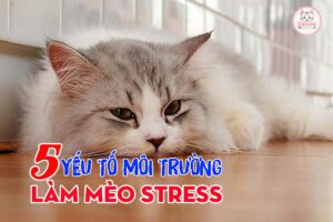 5-yeu-to-moi-truong-lam-meo-stress