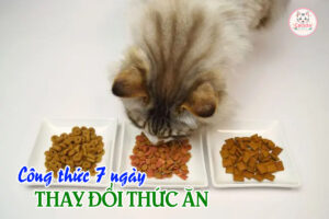 cong-thuc-7-ngay-thay-doi-thuc-an-cho-meo