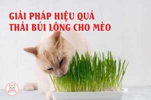 giai-phap-hieu-qua-thai-bui-long-cho-meo
