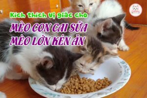 kich-thich-vi-giac-meo-con-cai-sua-meo-lon-ken-an