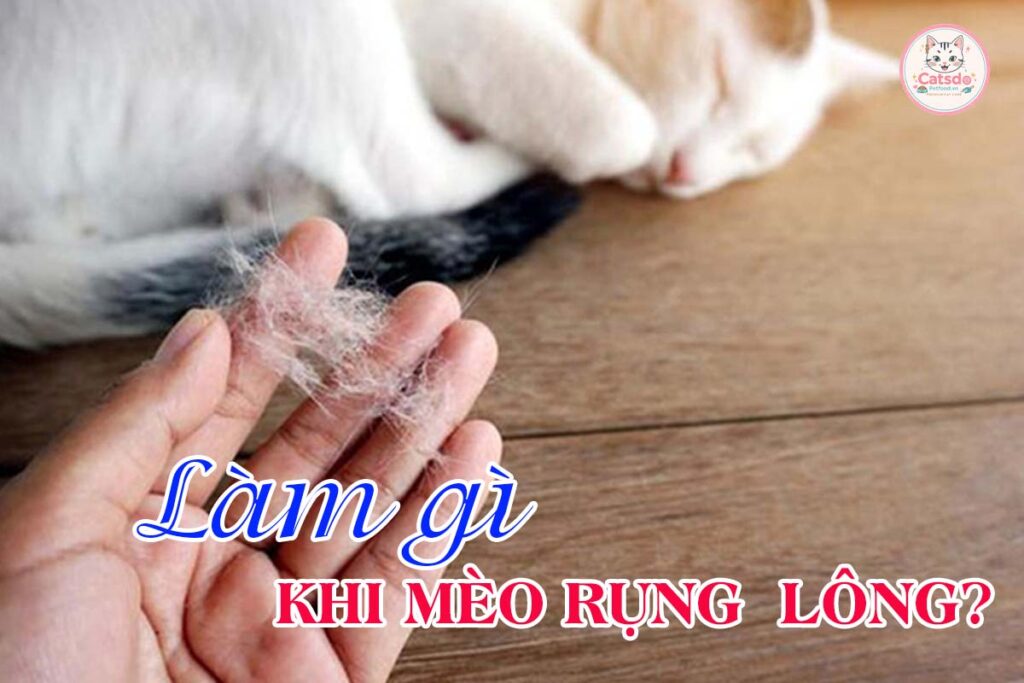 lam-gi-khi-meo-rung-long