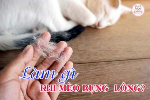 lam-gi-khi-meo-rung-long