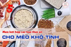 meo-ket-hop-cac-loai-thuc-an-cho-meo-kho-tinh