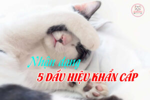 nhan-dang-5-dau-hieu-khan-cap-cua-boss