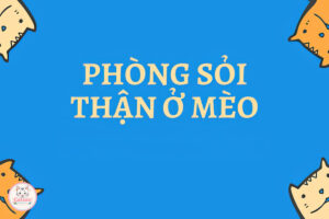 phong-soi-than-o-meo
