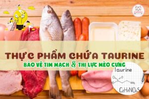 thuc-pham-chua-Taurine-bao-ve-tim-mach-va-thi-luc-cho-meo