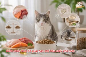 cách chọn thức ăn giúp mèo hạn chế tiêu chảy