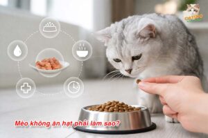 mèo không ăn hạt phải làm sao?